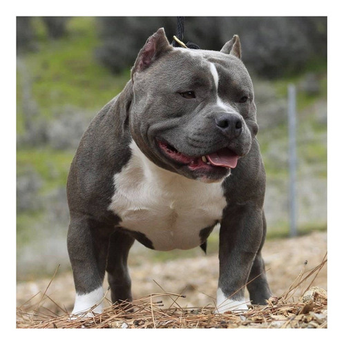 American Bully  Hembra Adulta