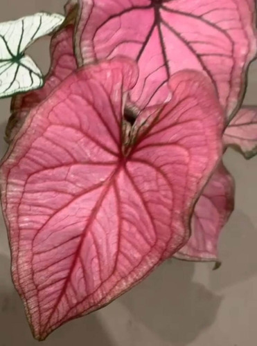 Caladium Tailandes Branco,mutante Rosa,pelo Menos 2 Folhas