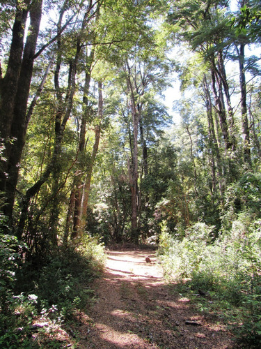 Venta En Verde, 16 Parcelas, Sector Huincacara, Villarrica