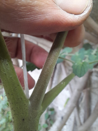 Enraizante Orgánico A Base De Hormonas Vegetales Naturales