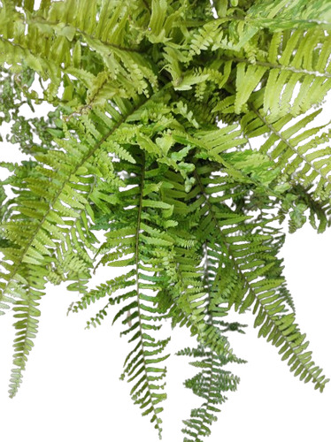 Muda De Samambaia Estrela Cadente Variegata (touceirinhas)