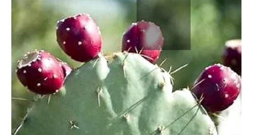 1 Pz Penca Tuna Morada/raqueta Nopales Tunero, Opuntia (Usado)