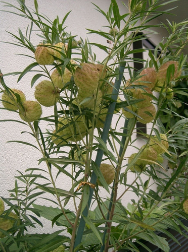 Semillas De Asclepias Physocarpa