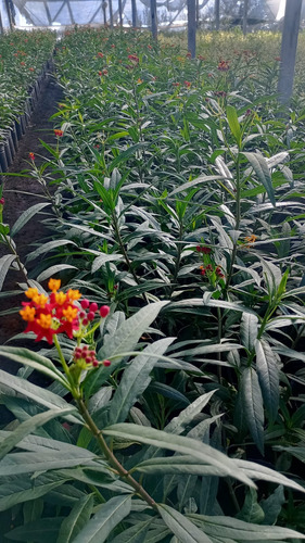 Asclepias 3lts Planta Atrae Mariposas Monarca