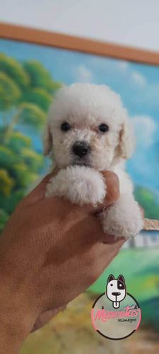 French Poodle Mini Toy Precio Especial