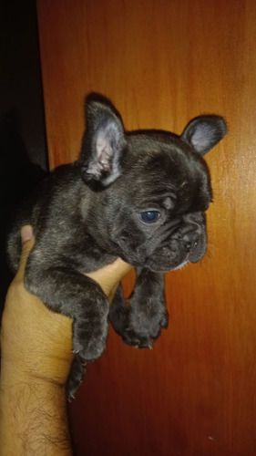 Bulldog Francés Macho Negro Atigrado 