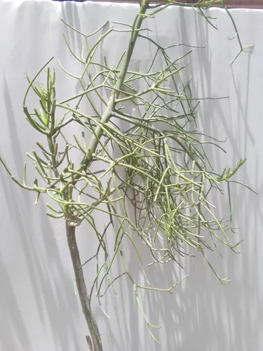 Planta Euphorbia Tirucalli Vta Minorista