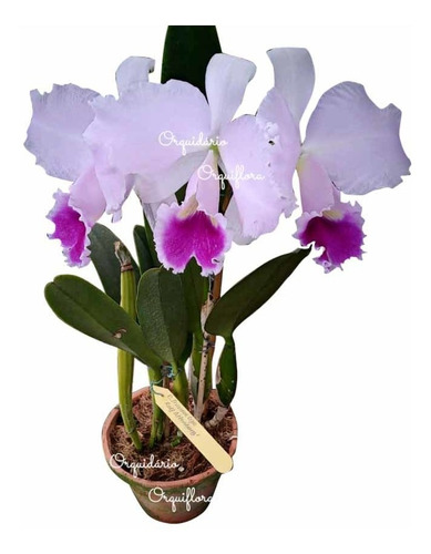 Orquídea Cattleya Trianae Rolf Altenburg Planta Adulta | Frete grátis