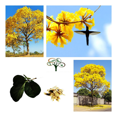 100 Sementes De Ipê Amarelo Paulista (tabebuia Chrysotricha)