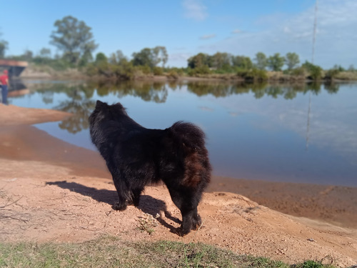 Chow Chow Para Monta Excelente Genética. 