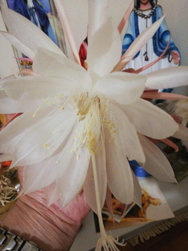 Planta: Dama De Noche Nro. 30
