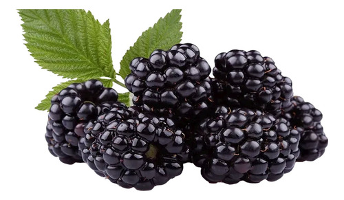 Frutal Zarzamora Rubus Ulmifolius Exotico Con Envio