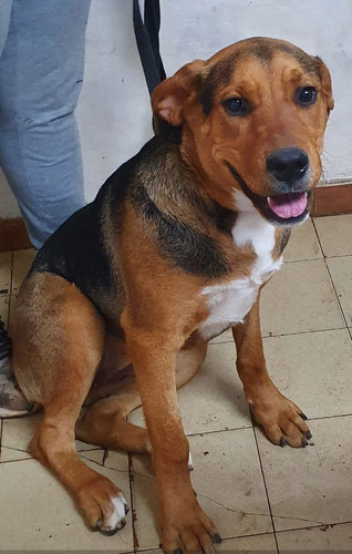 Cachorrona Sacha, 1 Añito, Preciosura 100%, Leer Y Responder