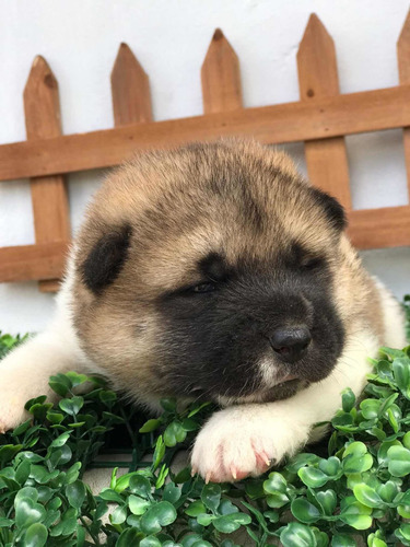 Cachorro Akita Americano