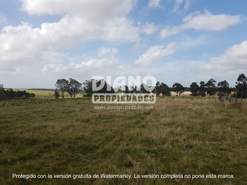 Imagen 6 de 11 de Oportunidad - Chacra Completa - Campo Minas