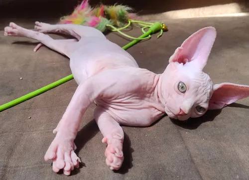 Gatos Esfinge Sphynx Medellín Raza Pura