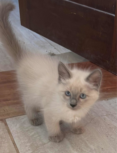 Siameses Blue Point Machos Ya Buscan Home Tres Meses Mza