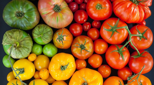 Pack De Semillas Orgánicas De Tomates Alta Germinación