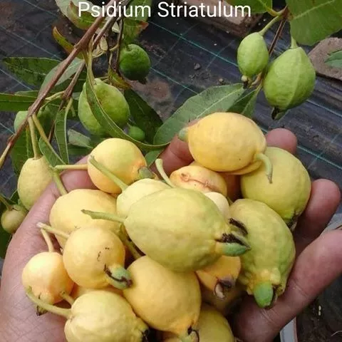 20 Sementes De Goiaba Mirim Psidium Striatulum Fruta Nativa | Mercado Livre