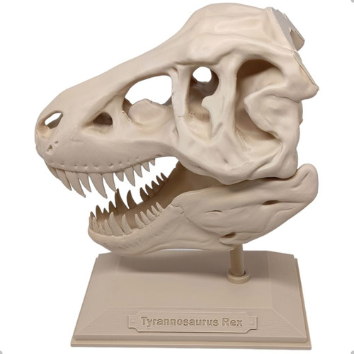 Fóssil T-rex Tiranossauro Rex Crânio Realista 3d Dinossauro