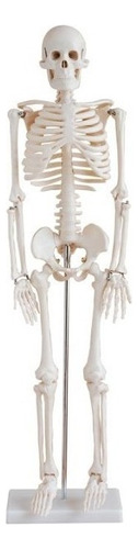 Esqueleto humano de 85 cm para estudio de anatomía respaldado