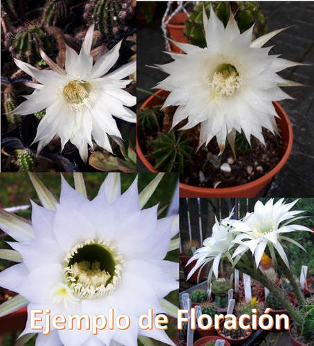 Echinopsis Rhodotricha - Flor Estrella Blanca - En 5pulgadas | Meses sin intereses Echinopsis Rhodotricha - Flor Estrella Blanca - En 5pulgadas | Meses sin intereses