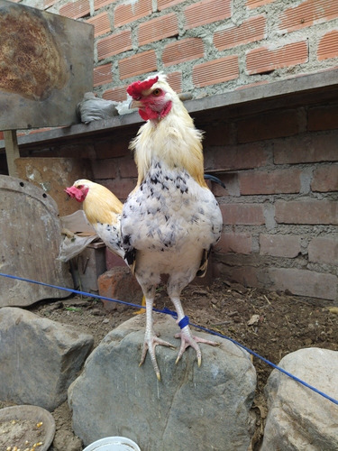 Imagen 1 de 4 de Gallos Para Reproducción