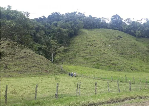 Vendo Fk 400 Cuadras Aptas Para Hass Pueblo Rico (risaralda)
