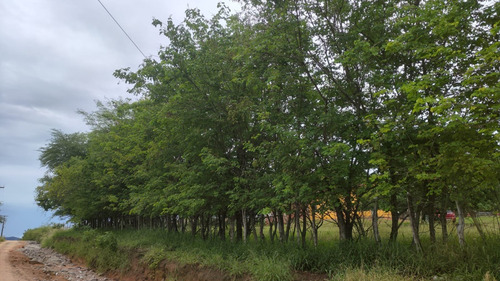 Propriedade Rural Próxima A Cidade Em Senhor Do Bonfim - Ba