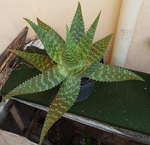 Planta Aloe Vera Orgánica 