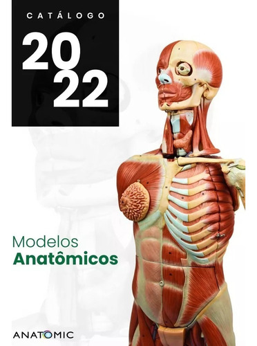 Torso Assexuado 28 Cm 15 Partes Modelo Anatômico Em Resina