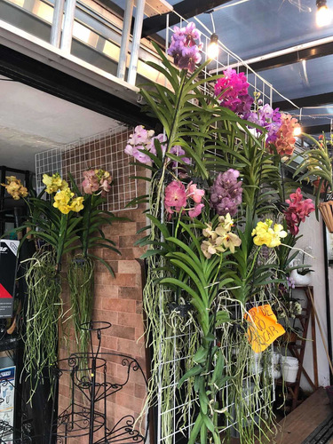 Imagen 6 de 10 de Orquídeas Vanda De Flor Muy Grande Y Cascada, Colores Exótic