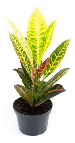 Croton Petra Codiaeum Variegata Paisagistica Ornamental