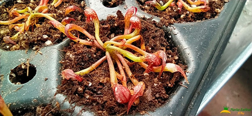 Imagen 4 de 5 de Planta Carnívora Darlingtonia Californica Lirio Cobra