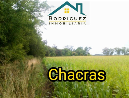 Imagen 4 de 8 de Campo 8 Hectáreas Las 3 Lomas En Gral: Madariaga
