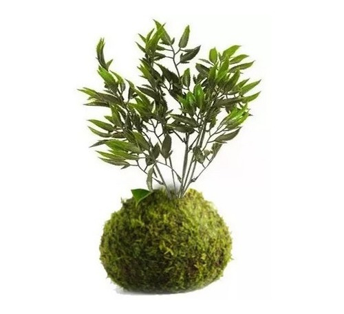 Kokedama Planta 50cm Buxus Ligustro Exterior Artificial 