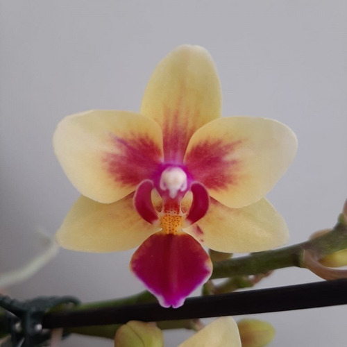 Orquídea Phalaenopsis Mini Flor Amarela, Planta Adulta | Parcelamento sem  juros