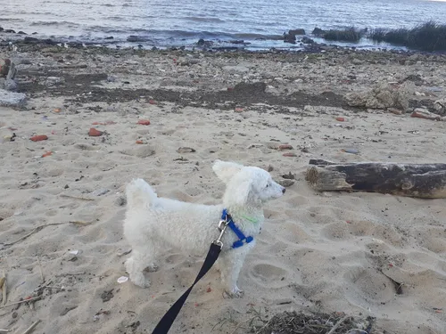 Perro Caniche Mini Toy P Cruzar C Perra, Excelente Compañero
