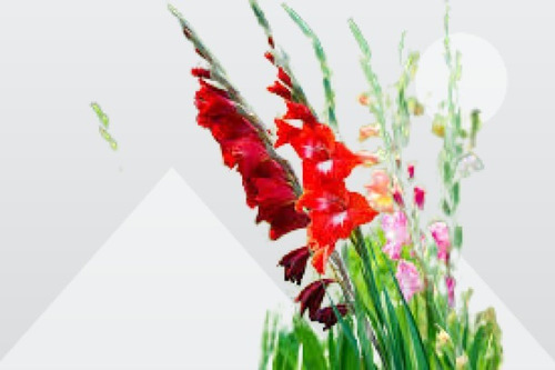 60 Piezas De Bulbos Revuelto De Gladiolas
