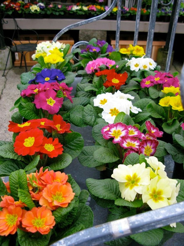 Activador Floral Para Todo Tipo De Plantas Florales