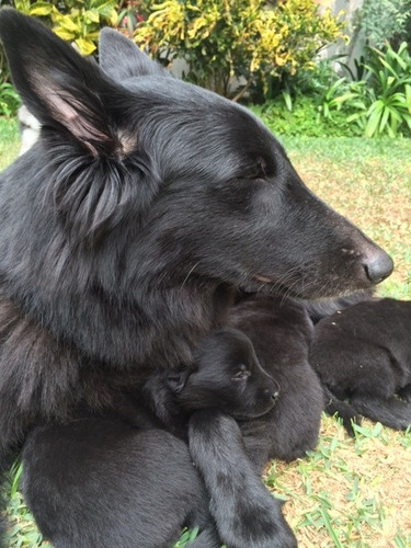 Lindos Cachorros De Pastor Belga