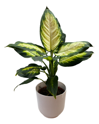 Dieffenbachia Jupiter M14 Planta De Interior