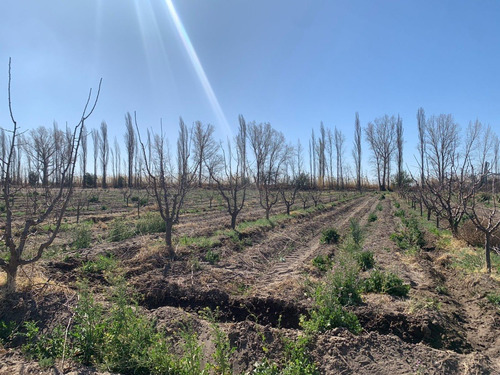 Vendo Finca En Producción En San Rafael, Mendoza. Plantación De Vid Y Ciruela. Oportunidad