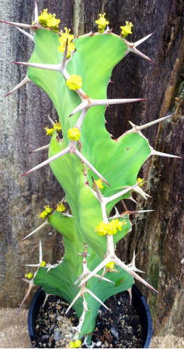 Semillas Euphorbia Grandicornis