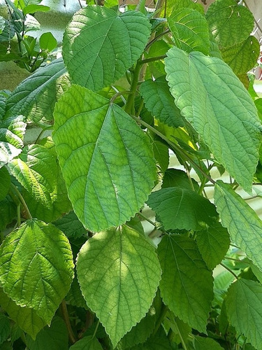 Imagen 1 de 4 de Planta De Ortiga