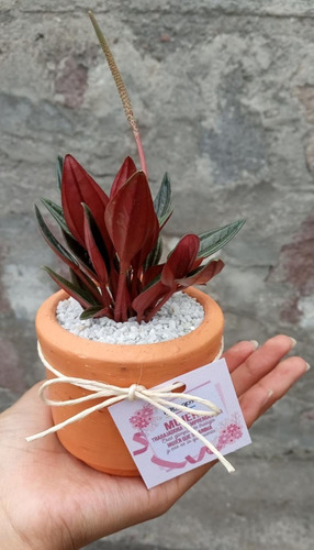 Imagen 2 de 10 de Recuerdos Plantas, Cactus Y Suculentas, Souvenirs, Barro