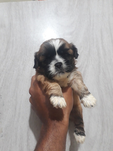 Imagem 4 de 5 de Shitzu Europeu Com Pedigree