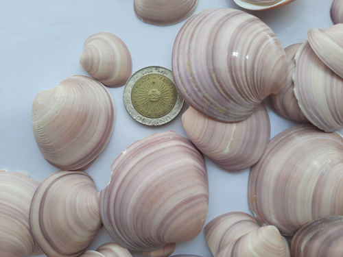 Caracol, Concha De Mar Mediana, Artesanía, Por 500 Grs