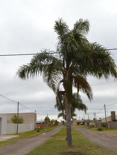 Imagen 3 de 10 de Terreno - Pujato Norte