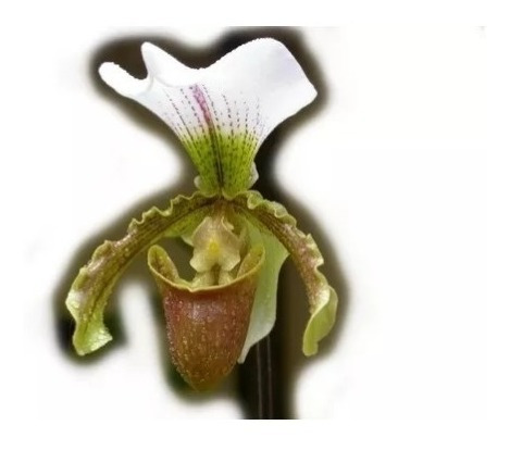 Mudas De Orquídeas Sapatinho (paphiopedilum Leeanum) Adultas | Parcelamento  sem juros